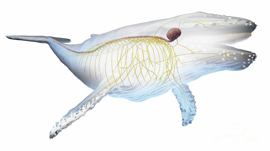 Whale Anatomy #8 by 3Dmedisphere / Science Photo Library