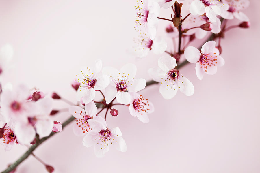 Sakura Cherry Blossom #9 by Catlane