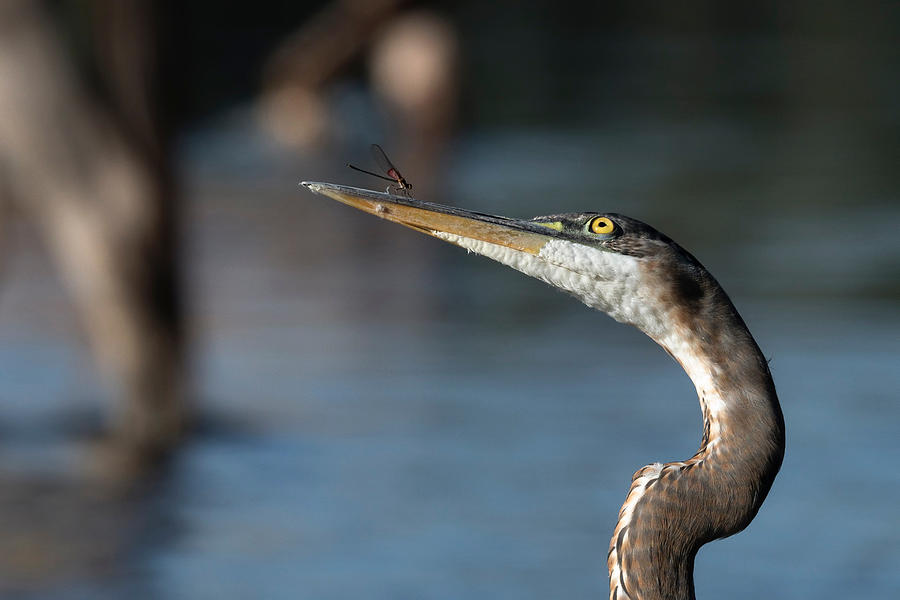A Close Encounter. Photograph by Paul Martin