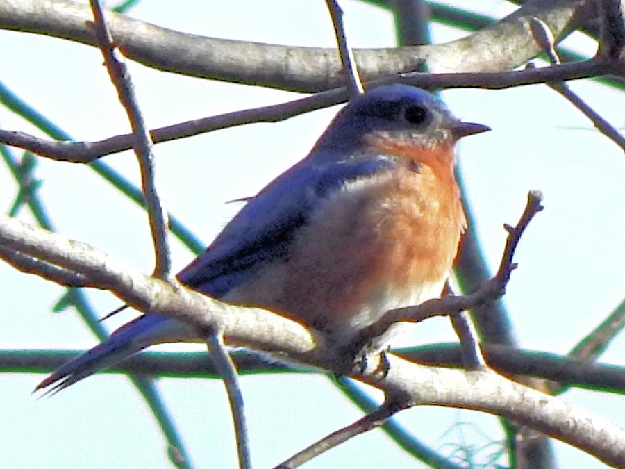 A Perfect Pose Photograph by Karen Stansberry
