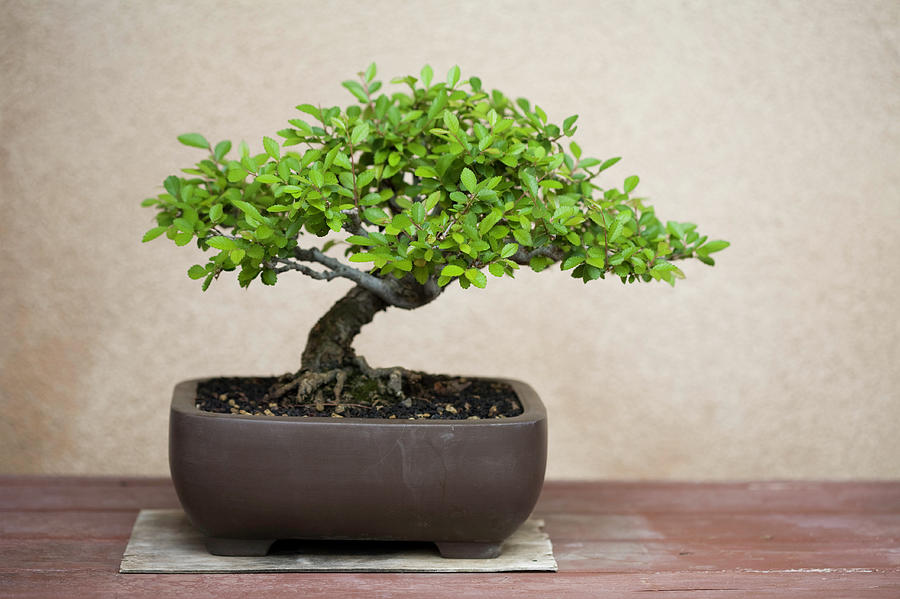 thuja plicata bonsai Western Red Cedar Bonsai Tree  Lovehopegrow