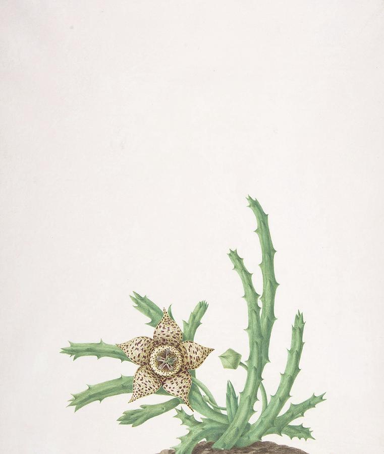 A Stapelia Variegata by Nicolas Robert