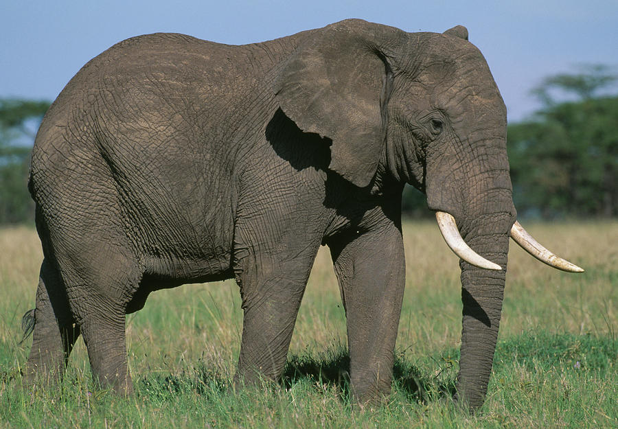 African Elephant Male Loxodonta by Nhpa