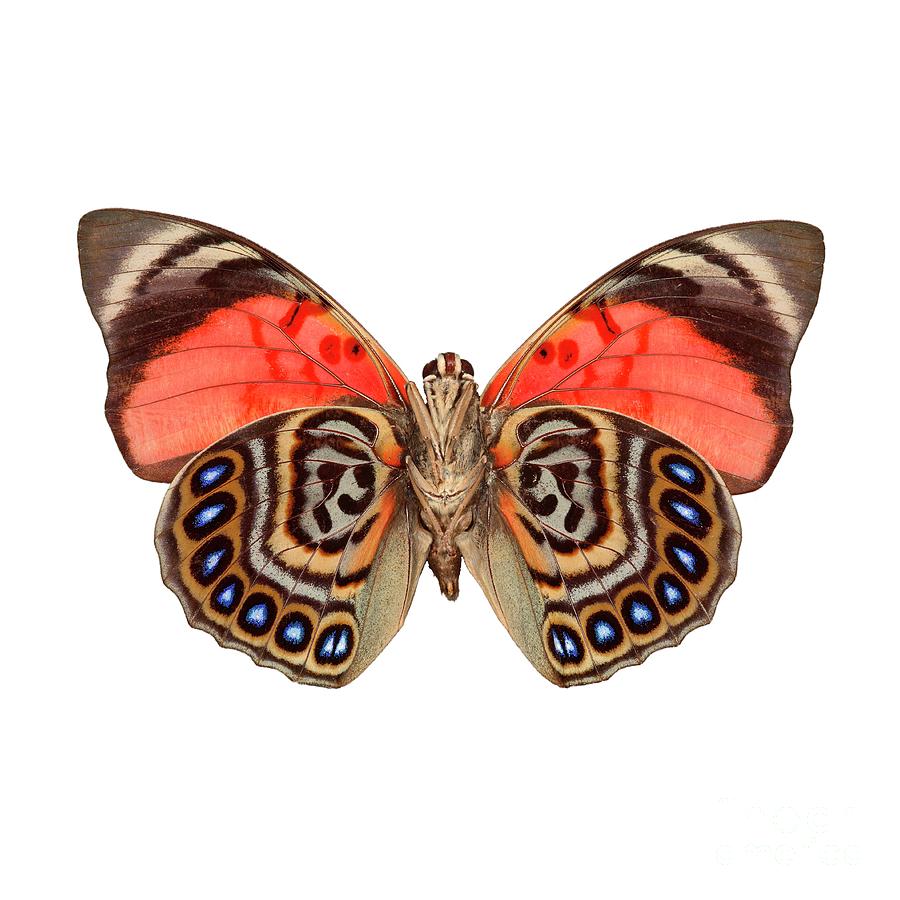 Agrias Claudina Butterfly by Dr Keith Wheeler / Science Photo Library