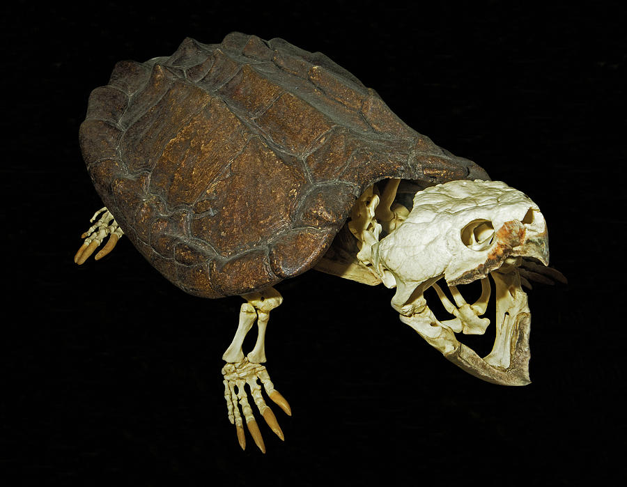Alligator Snapping Turtle Skeleton by Millard H. Sharp