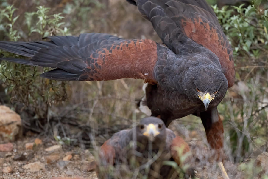 Alpha Harris Hawk. Photograph by Paul Martin