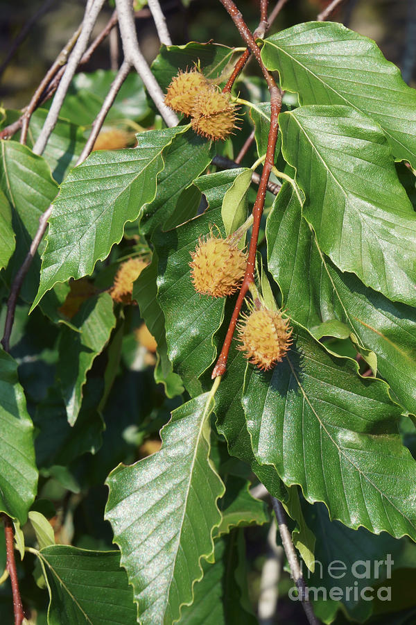 American Beech Tree (fagus Grandifolia) With Fruits by Dr. Nick Kurzenko /  Science Photo Library
