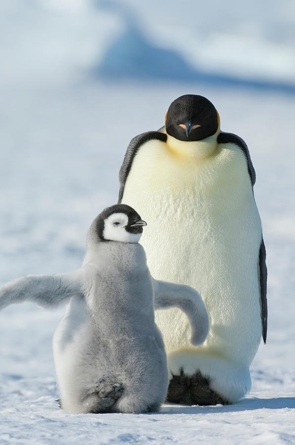 An Adult Emperor Penguin And A Smaller by Mint Images - David Schultz