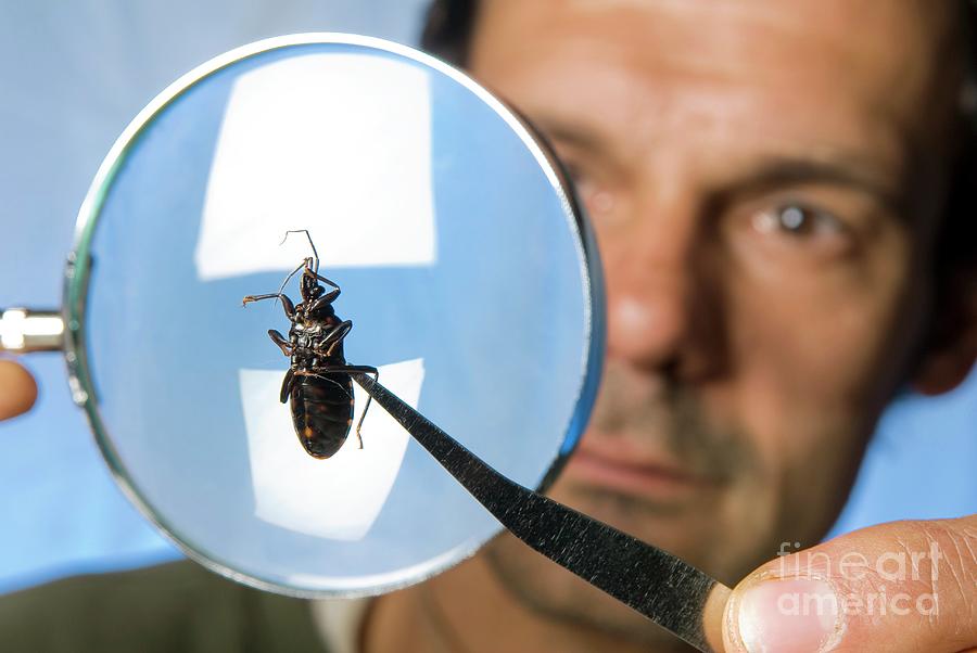 Tropical Inectes Analysing Tropical Insects by Philippe Psaila / Science Photo Library