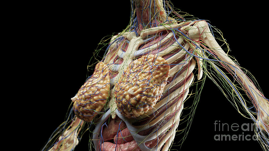 Anatomy Of The Chest by 3Dmedisphere / Science Photo Library