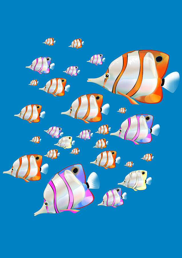 Pinterest Fish Angel Angel Fish by Nicholas