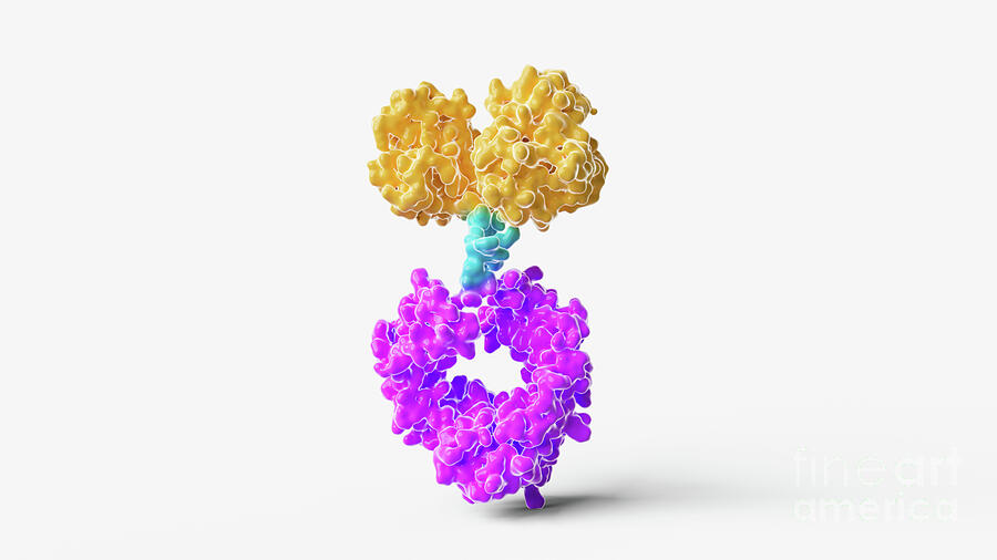 Antibody FC Fusion Protein Structure by Thom Leach / Science Photo Library