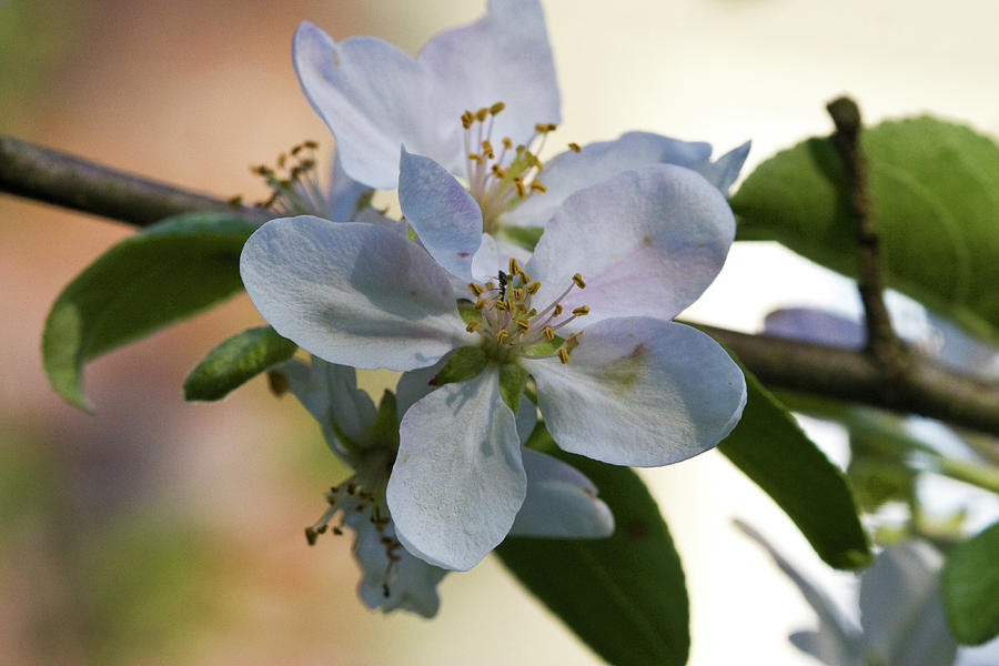 Apple Blossom Photograph by Steven David Roberts