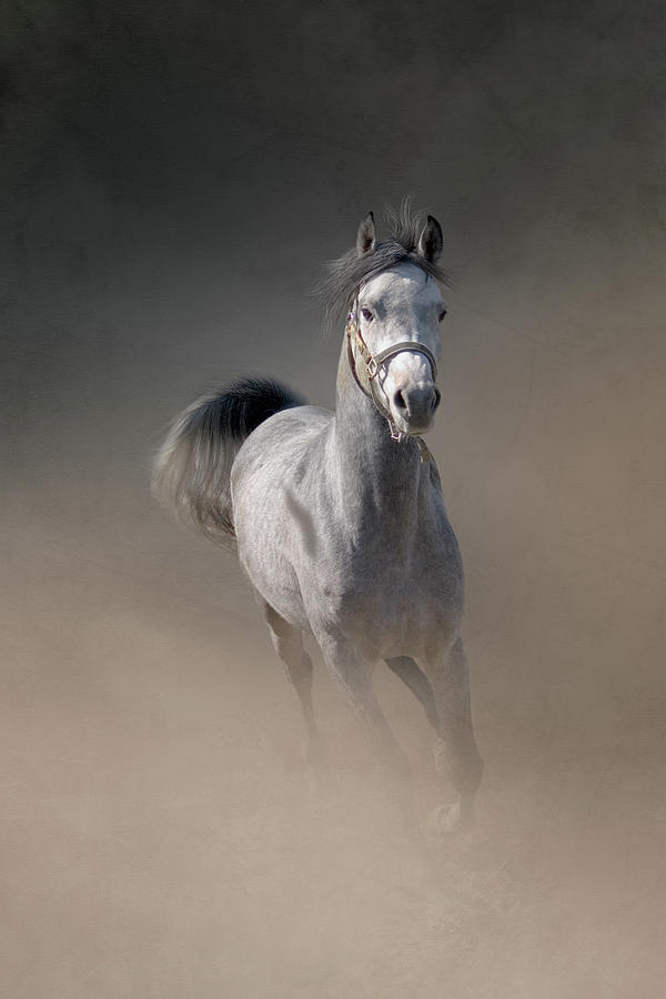 Arabian Horse Running Through Dust by Christiana Stawski