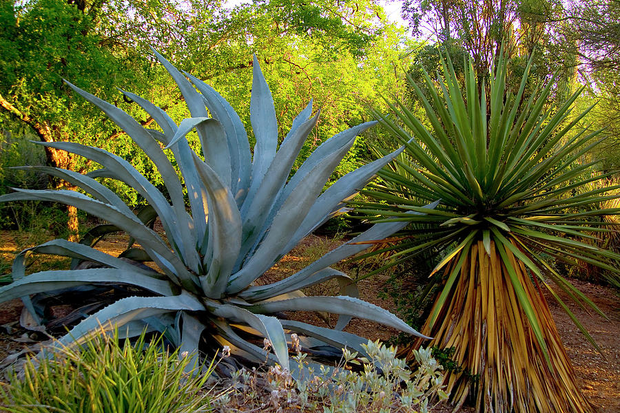 Arizona, Phoenix, Desert, Cactus Digital Art by J.b. Grant