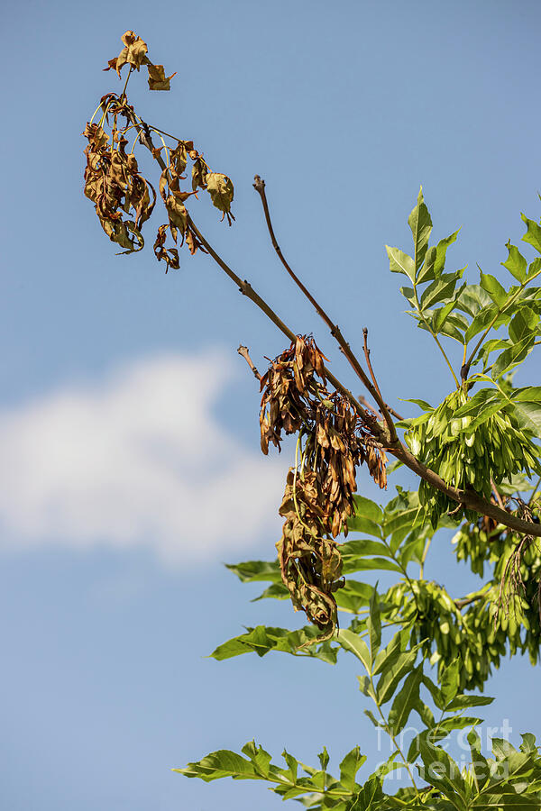 Ash Tree Science Ash Tree (fraxinus Excelsior) Affected By Ash Dieback by Ian Gowland ...
