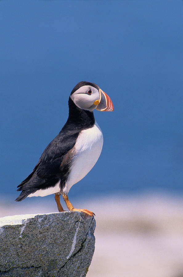 Atlantic Puffin Fratercula Arctica by Art Wolfe