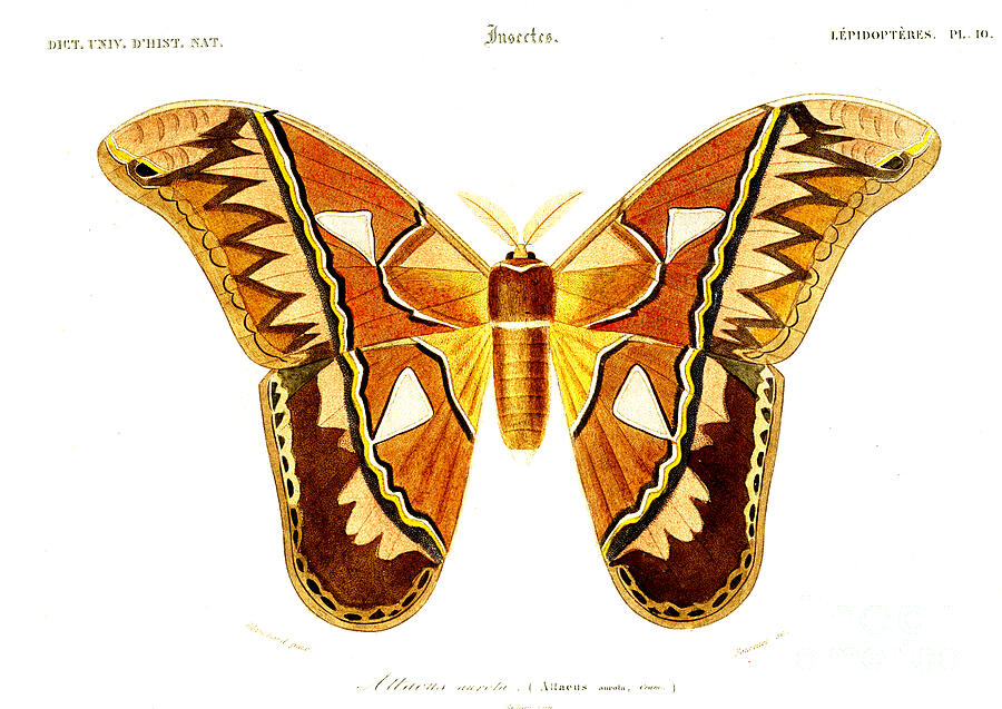 Attacus Atlas Moth by Collection Abecasis / Science Photo Library