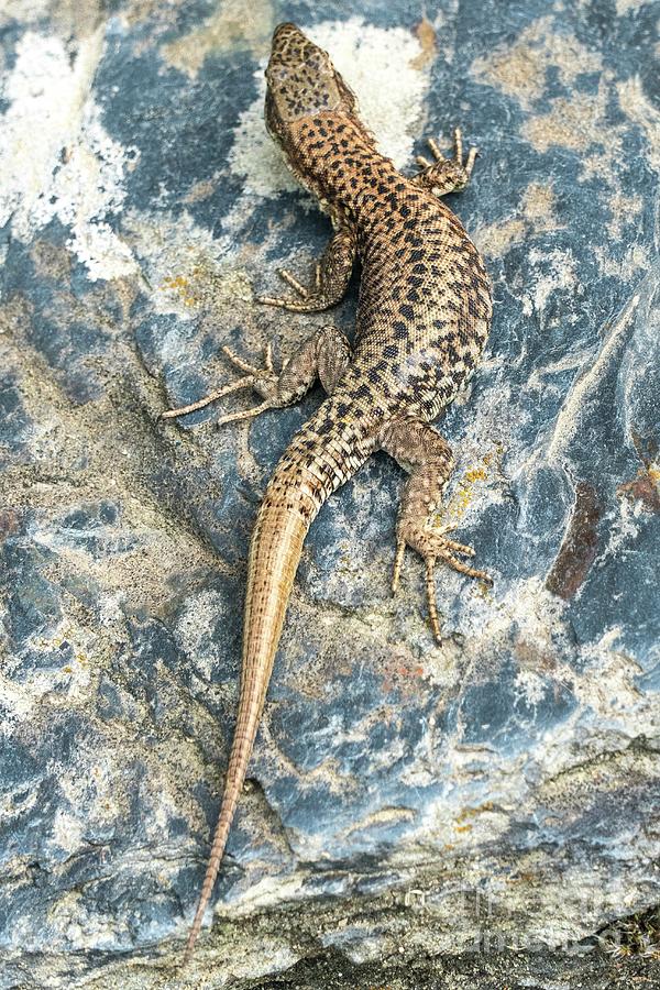 Autotomy And Regeneration In Lizards by Martyn F. Chillmaid / Science ...