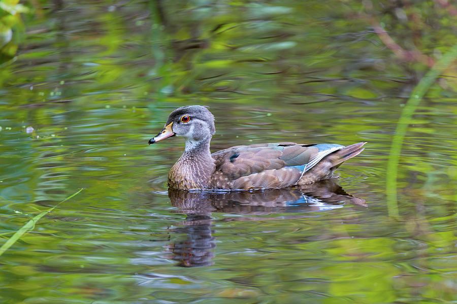Autumn Dip Photograph by James Overesch