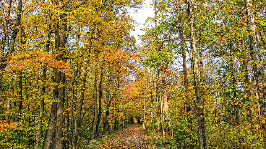 Autumn Leaves Photograph by Chris Spencer
