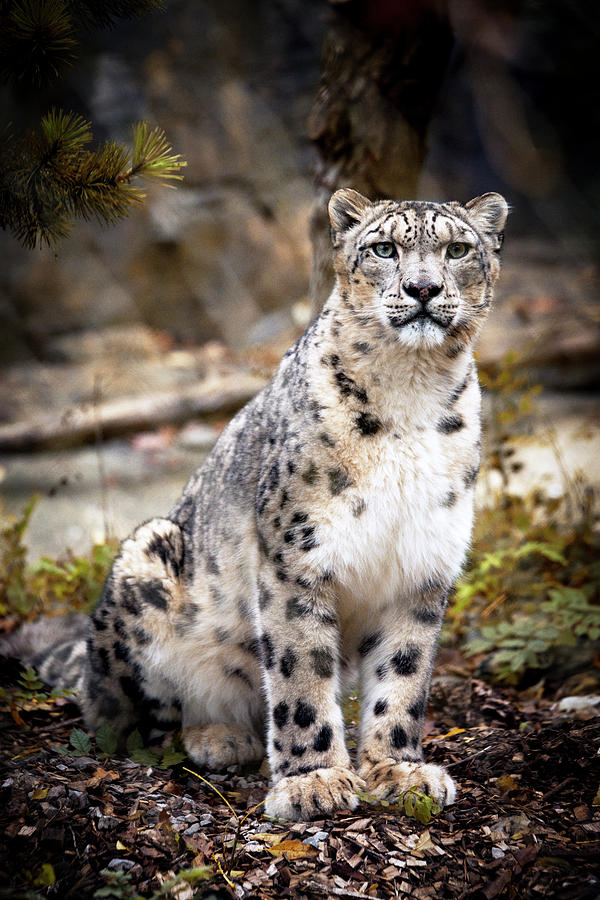 AutumnalLeopard Photograph by Chris Boulton