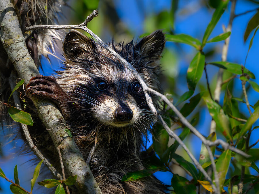 Baby Raccoon by John Glaser
