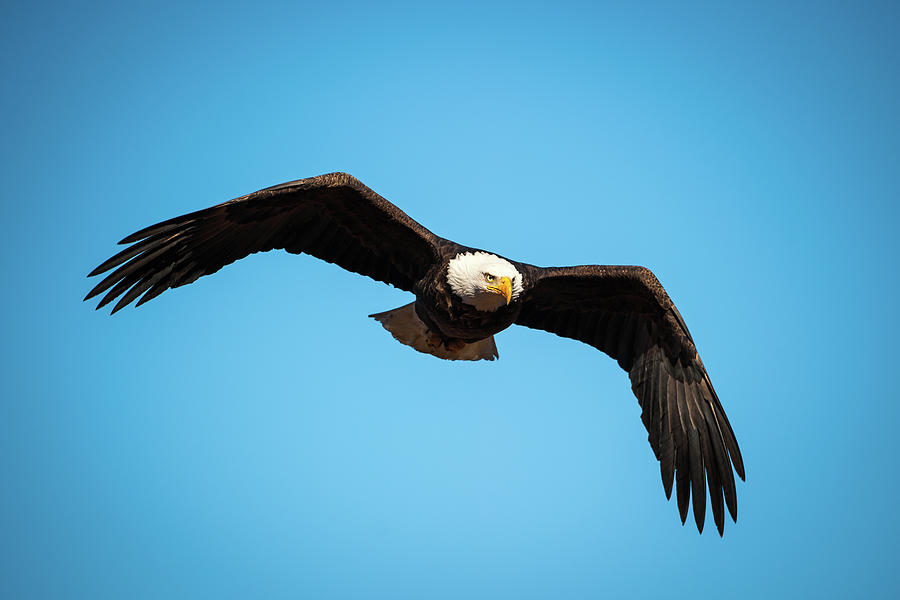 Bald Eagle In Flight Photograph by Jeff Phillippi