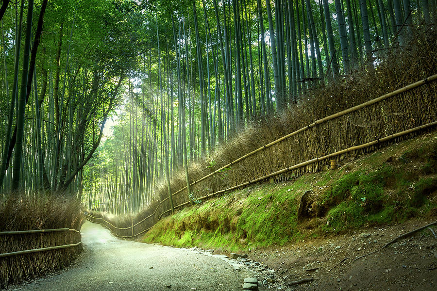 Bamboo Park, Kyoto, Japan by Yustinus