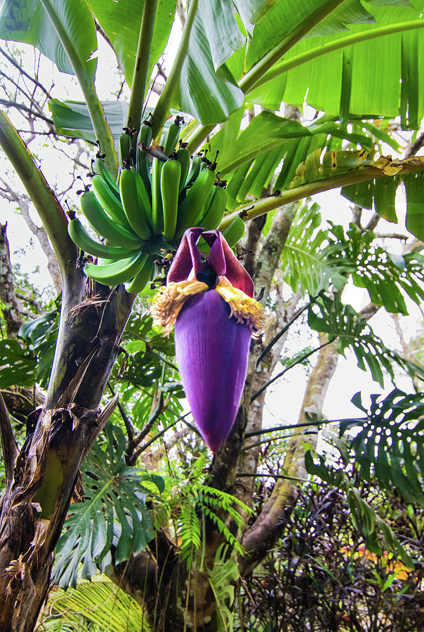 Banana Seed Pod by Norma Brandsberg