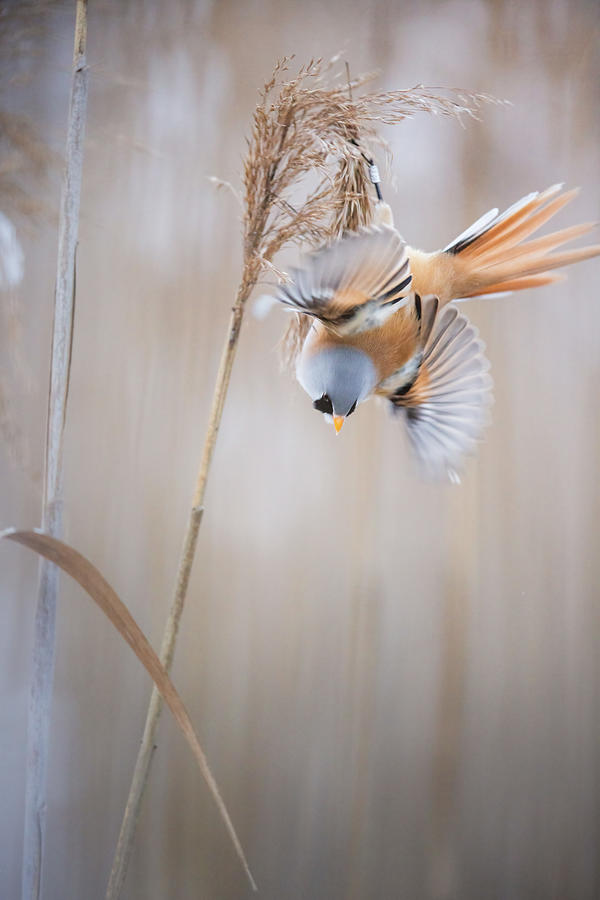 Bearded Reedling On The Move by Magnus Renmyr