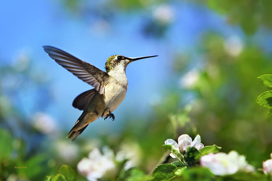 Beautiful Hummingbird In Flight Photograph by Christina Rollo - Metal ...