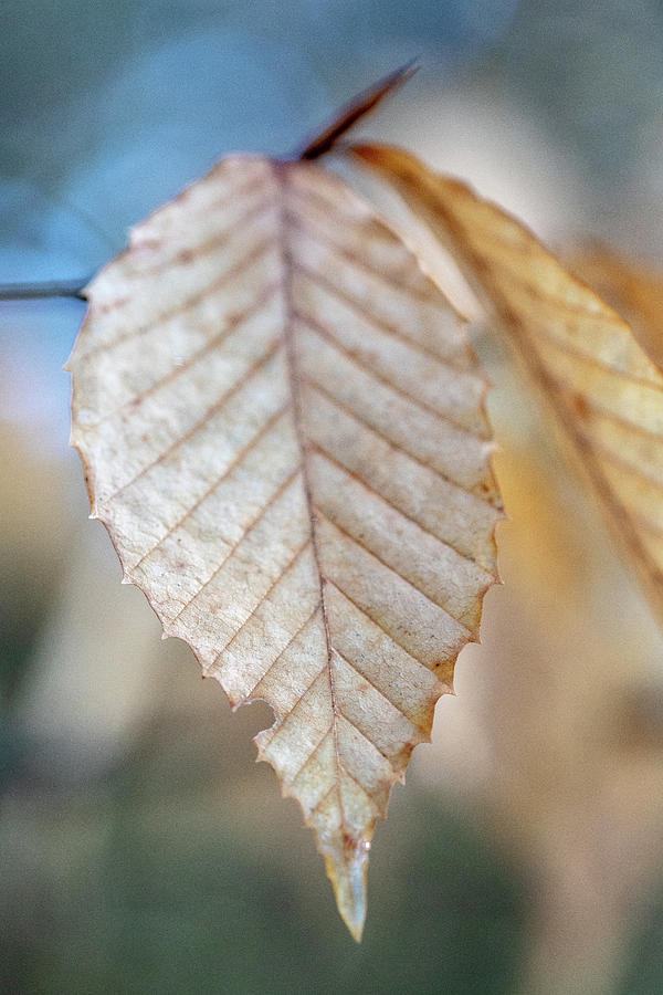 Beech Photograph by Steven David Roberts