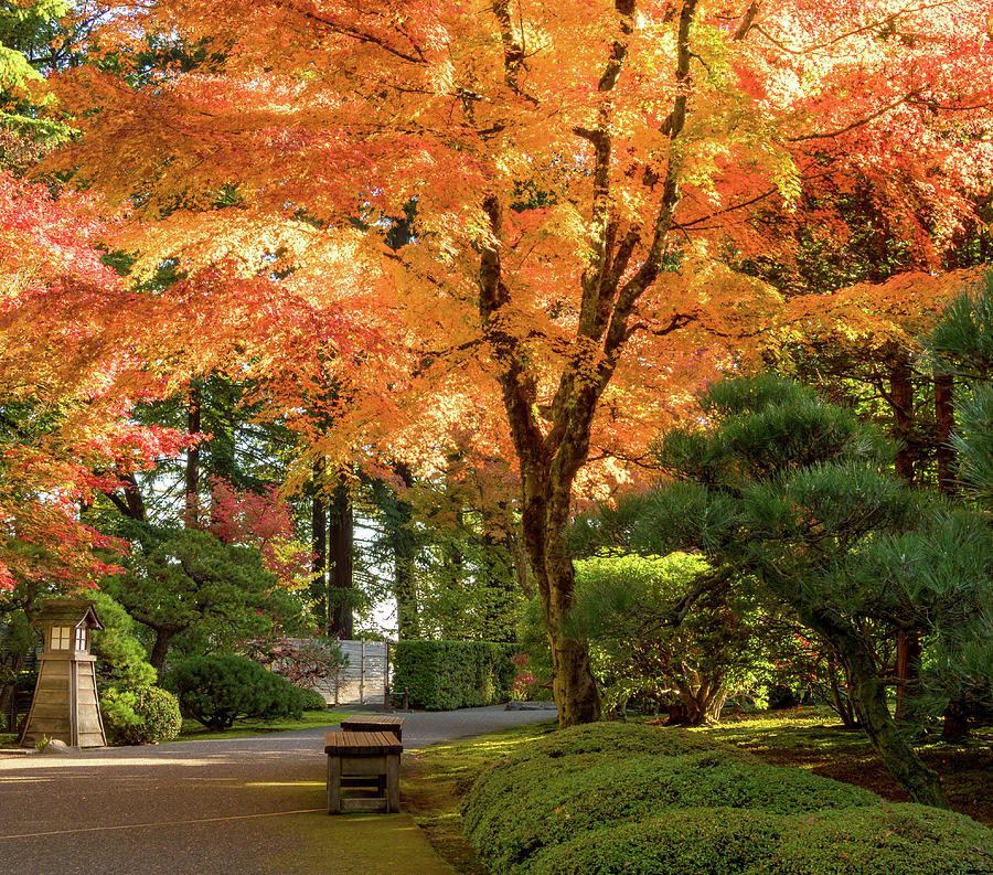 Bench in Japanese Garden Photograph by Jean Noren
