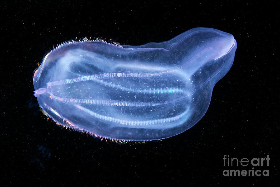 Beroe Comb Jelly Feeding by Alexander Semenov / Science Photo Library