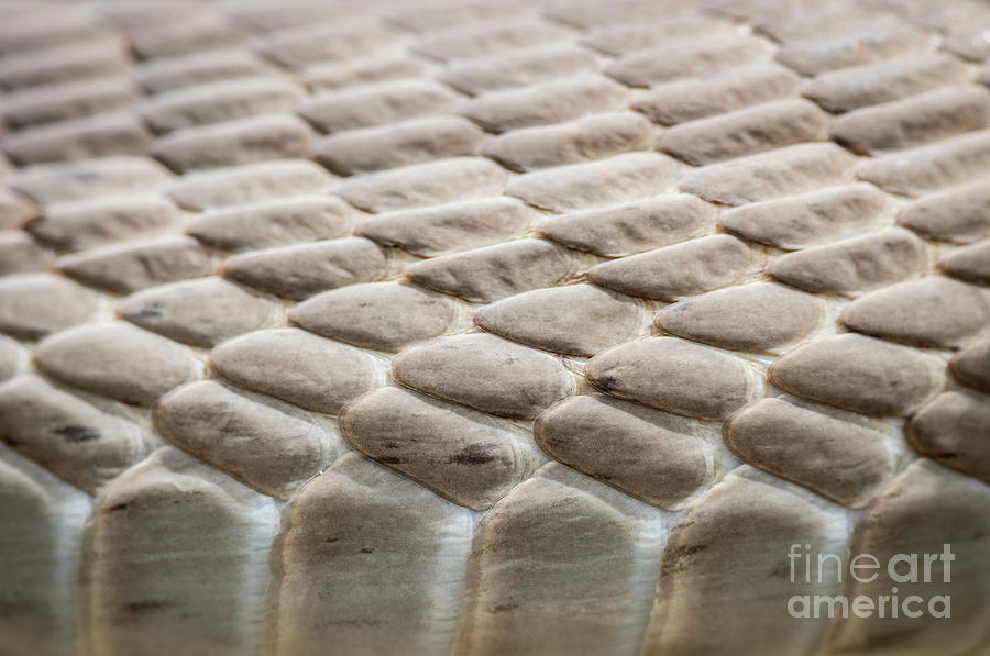 Mamba Library Black Mamba Scales by Tony Camacho / Science Photo Library