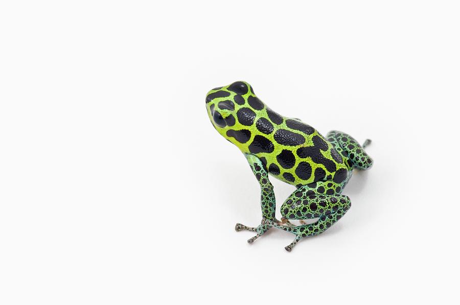 ダークニャン ホログラムデザイン Black Spotted Green Poison Dart Frog by Design Pics corey Hochachka