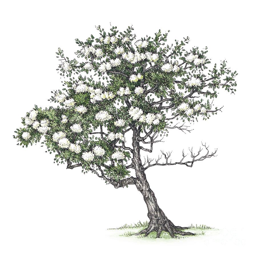 Blackthorn (prunus Spinosa) Tree In Blossom by Lizzie Harper / Science  Photo Library