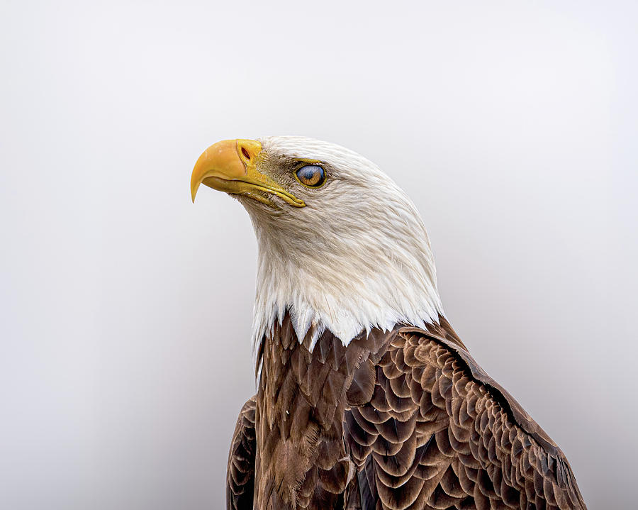 Bloodshot Photograph by James Overesch