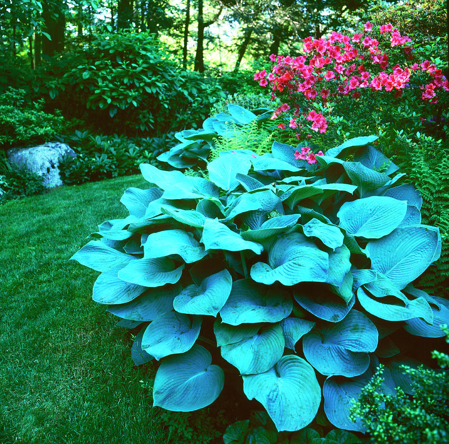 Blue Hosta by Richard Felber