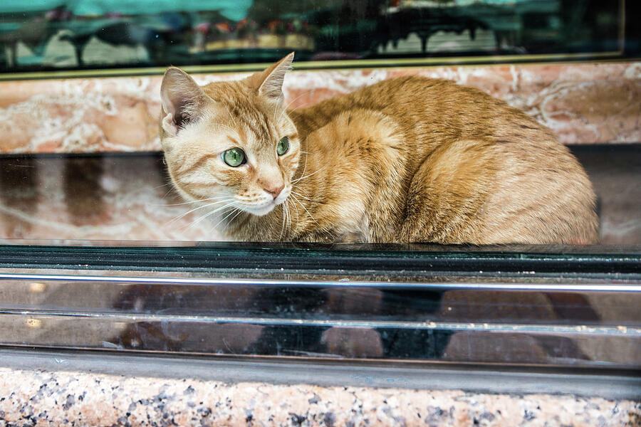Bodega Cat Photograph by KC Hulsman