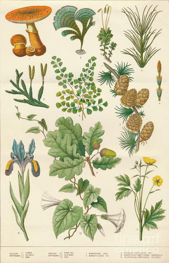 alcoholic ginger beer plant FEVER TREE GINGER BEER