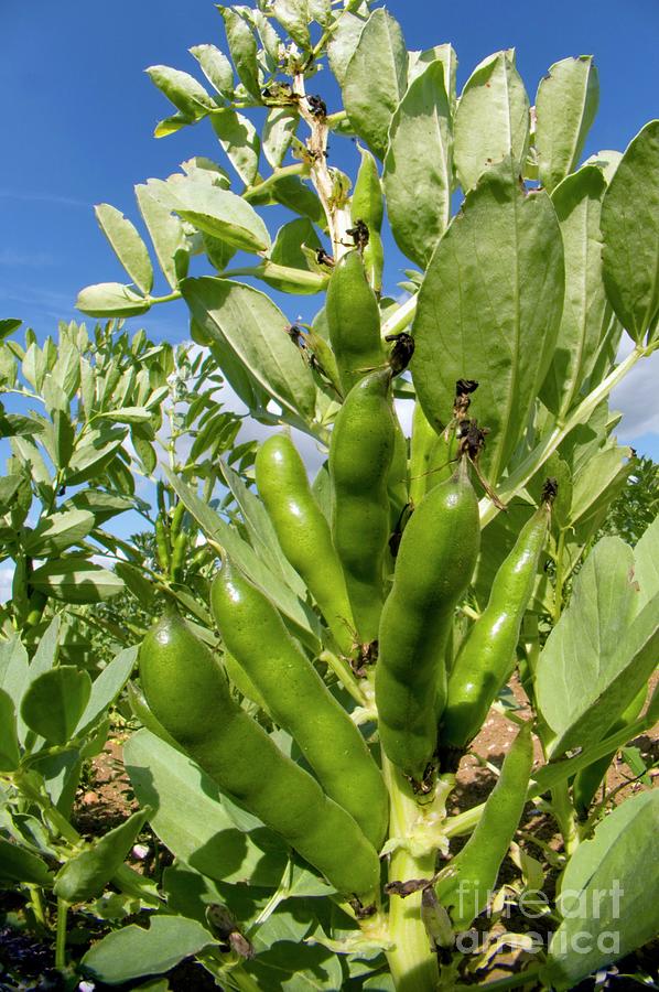 Broad Beans (vicia Faba) by Dr. John Brackenbury / Science Photo Library