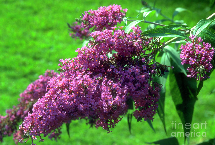 Adrian Buddle Buddleja Davidii Dartmoor. by Adrian Thomas / Science Photo Library