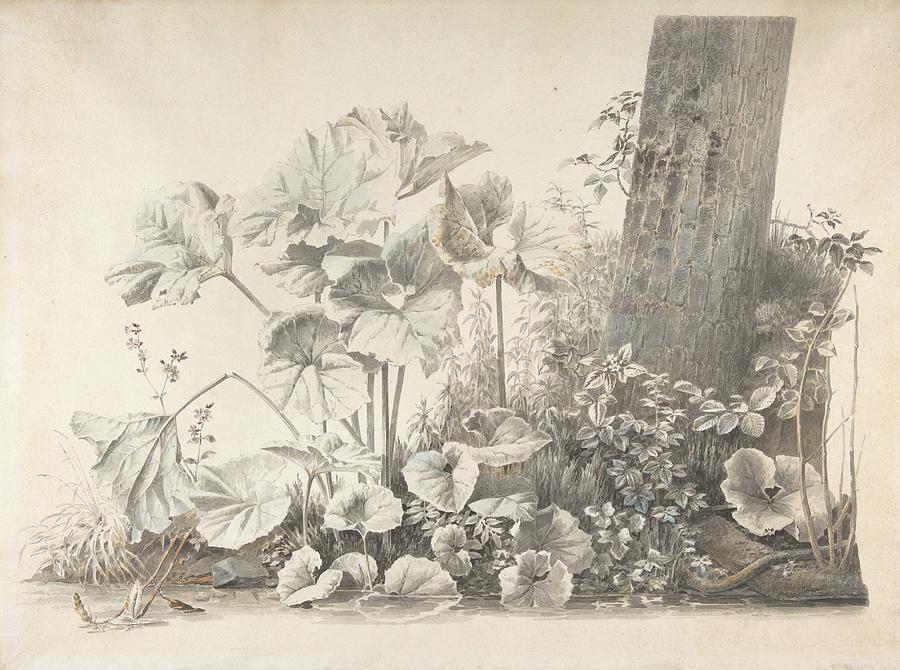 Burdocks, Campions And Brambles By A Treetrunk On A River Drawing by Christoph Heinrich Kniep