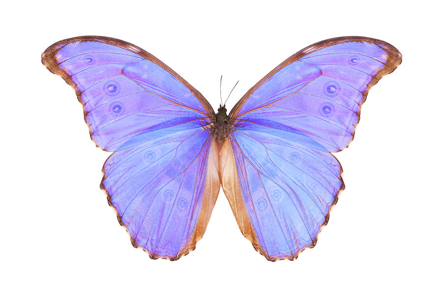 Butterfly Morpho Godarti by Liliboas