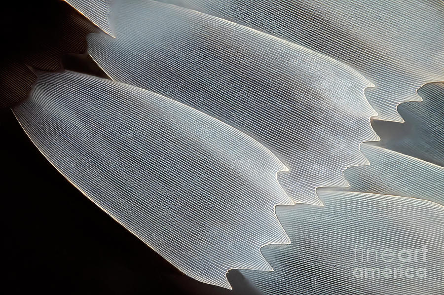 Butterfly Scales by Frank Fox / Science Photo Library