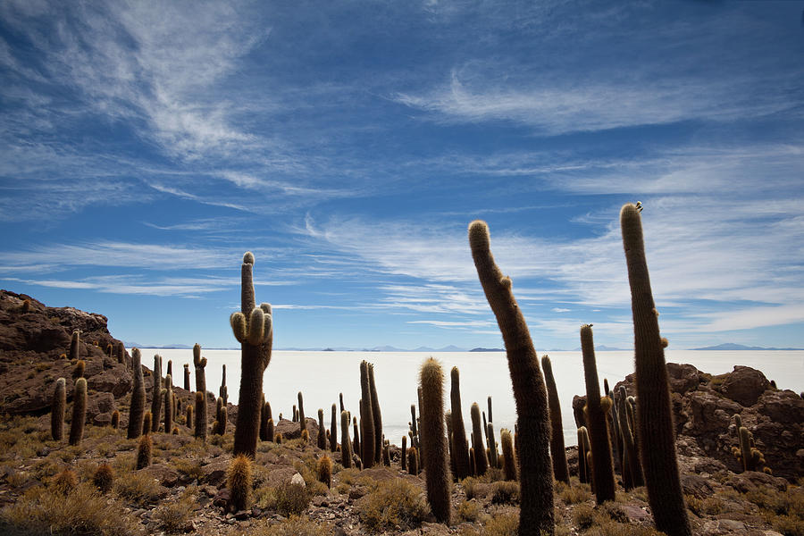 Cacti On The Salar De Uyuni Bolivia by Seppfriedhuber