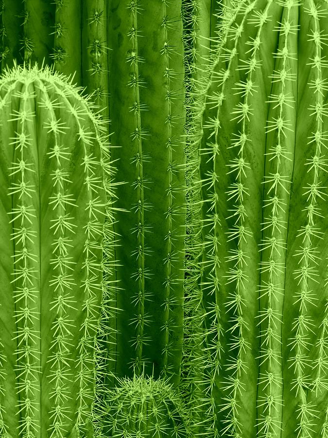 Cactus Background by Fotolinchen