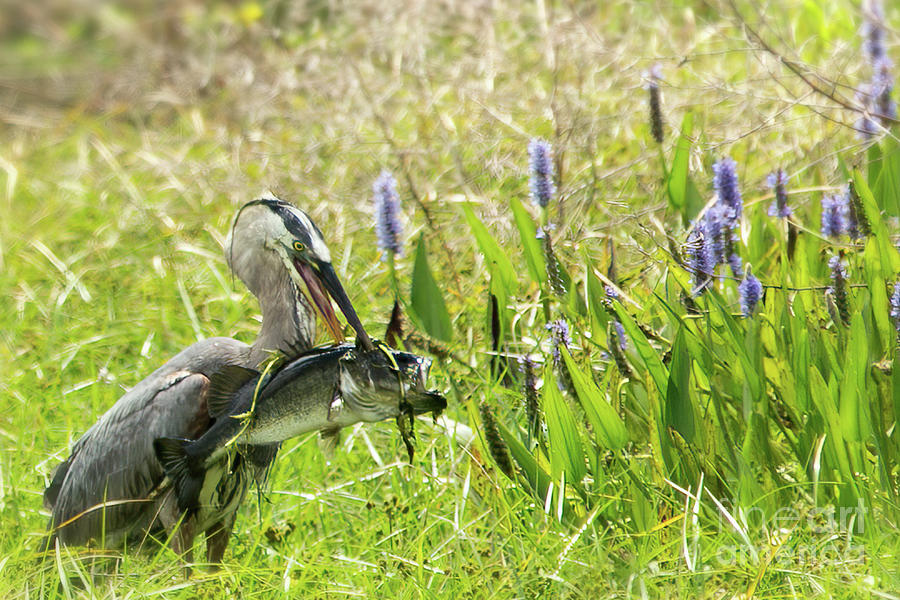 Catch Of The Day Photograph by Mary Lou Chmura